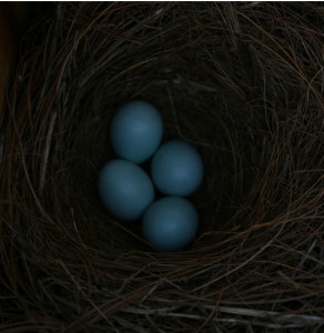 bluebird eggs