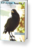 Flight Cover